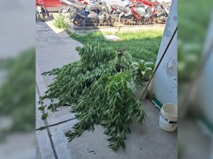 Una denuncia por violencia de género terminó con el secuestro de plantas de marihuana