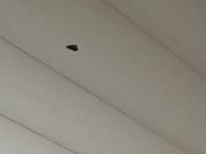 Atacaron a balazos a una vivienda: una bala perforó el cielo raso