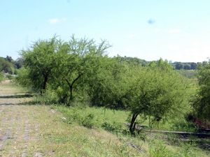 Realizarán tareas de mantenimiento en el talud de la Costanera Oeste