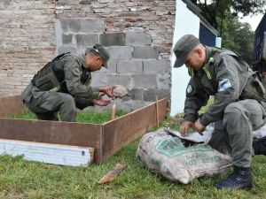 Secuestraron más de 150 tortugas y 100 loros en operativo en la Ruta Nacional N° 34
