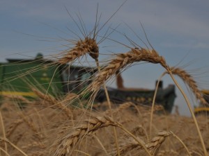 Nueva rebaja de retenciones para el campo: así quedaron las nuevas alícuotas