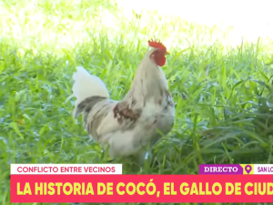 La historia de Cocó: el gallo que fue baleado, pero goza de buena salud