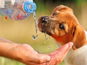 Golpes de calor en mascotas: cómo prevenirlos y detectarlos a tiempo