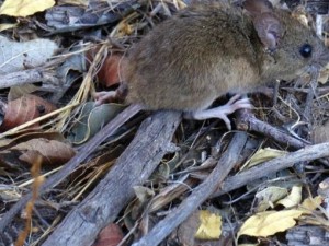 Alarma en Salta: 12 casos de hantavirus y cinco fallecidos