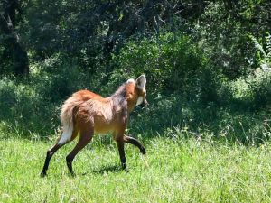 Liberaron un aguará guazú rehabilitado en La Esmeralda tras ser rescatado en San Cristóbal