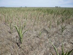 Se prorrogó la emergencia agropecuaria por sequía en el norte provincial