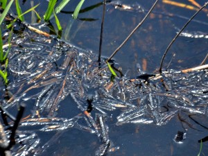 Alertan por las consecuencias post incendios en los humedales de la región