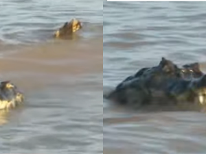 Susto en La Florida: apareció un yacaré de casi dos metros en Rosario